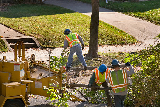 Best Dead Tree Removal  in USA